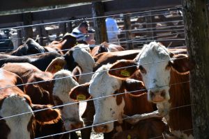 El remate en Riachuelo superó las expectativas con casi 1.700 cabezas y consolida su crecimiento