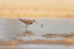 Corrientes participó del “Global Big Day” con avistaje de aves y educación ambiental en Santa Catalina