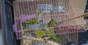 Secuestran aves silvestres ofrecidas para la venta en operativo contra el tráfico de fauna