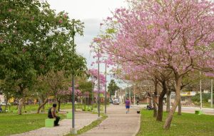 La Municipalidad lanzó un concurso para fotografiar árboles en flor que tendrá votación pública en Instagram